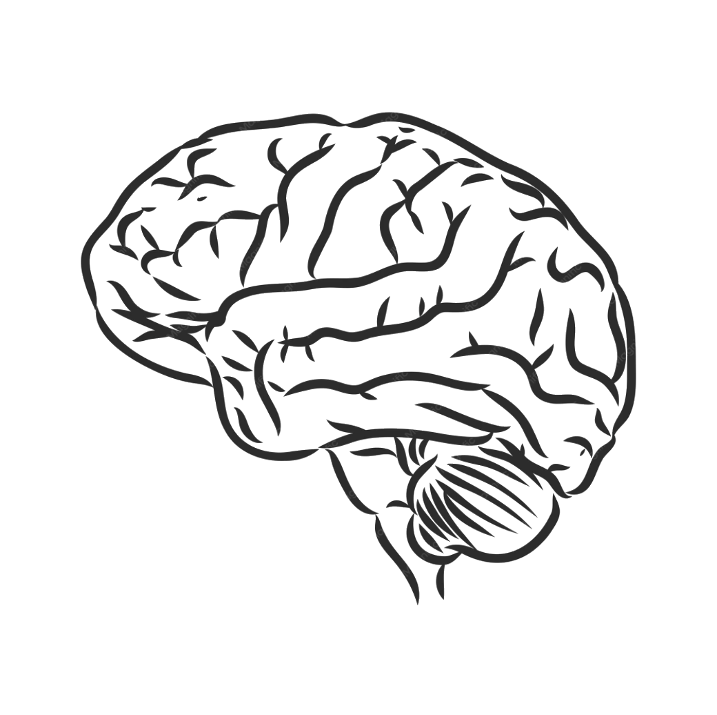 Ilustração anatômica do cérebro humano em vista sagital
